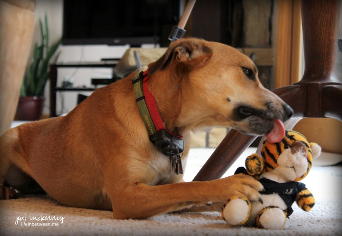 Charlie and Stuffed Tiger