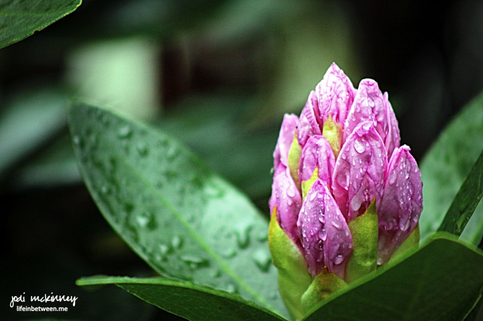 purple rhododendrum bud after the rain
